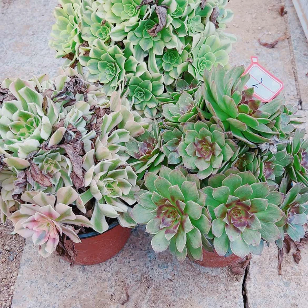 【闪购商品】无花朵开***＇2号绿豆沙，女巫，红丝绒