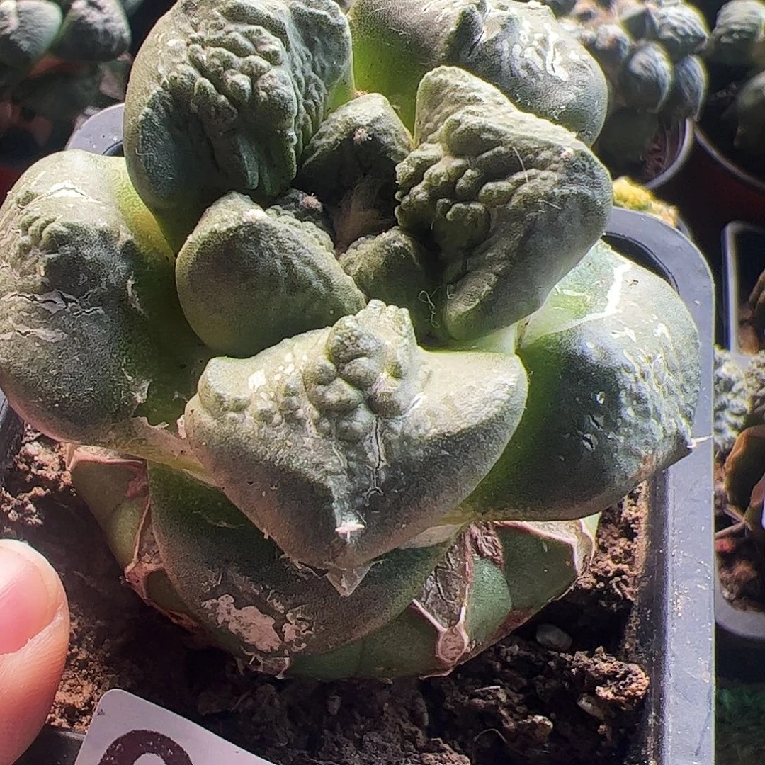 无花朵福利连山怒涛牡丹031