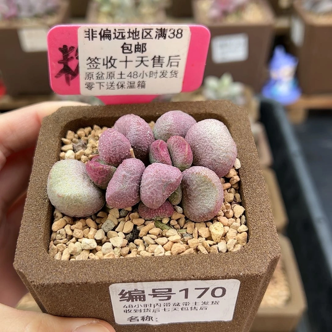 170夏娃多肉植物