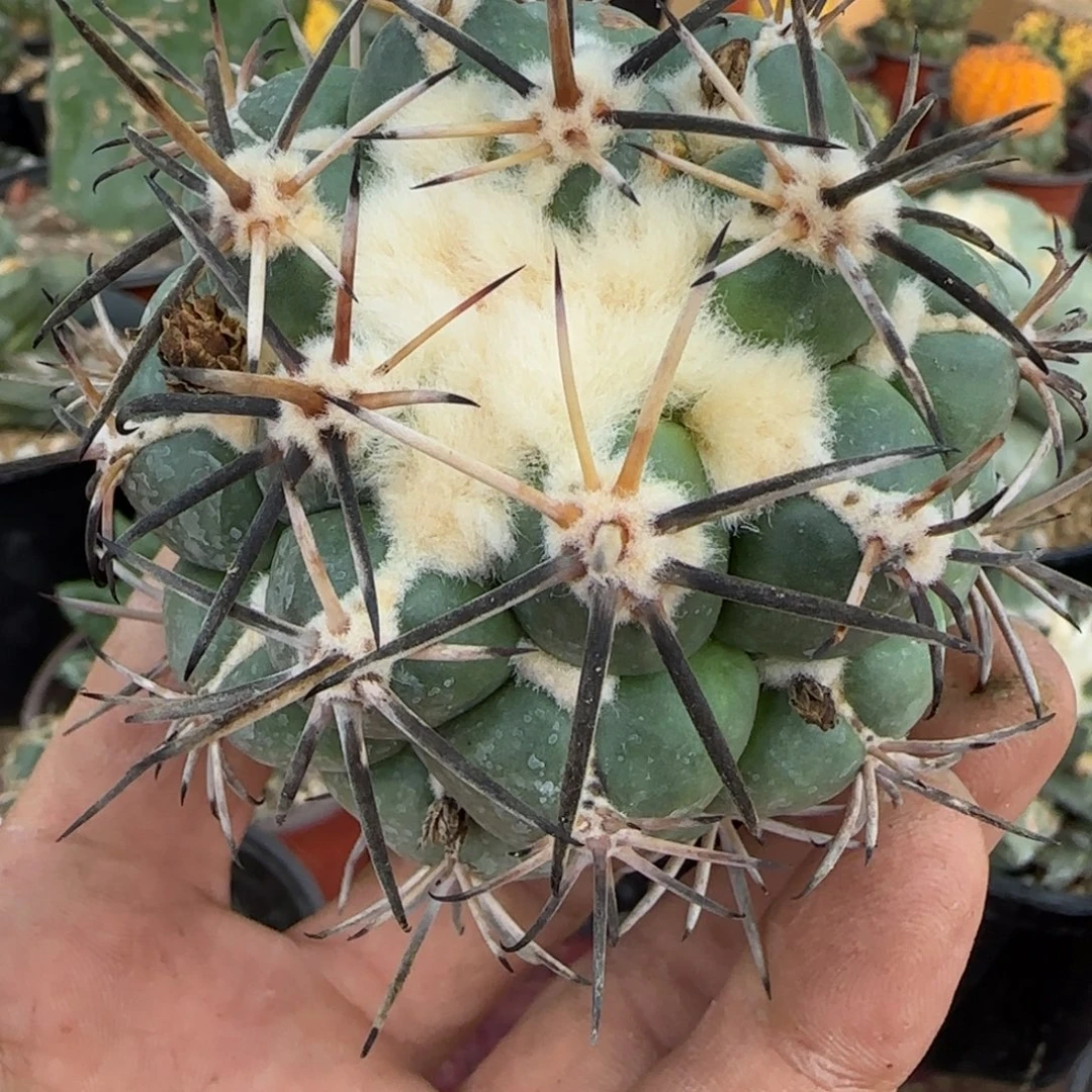 无花朵黑花粗刺龙角冠帮落地514