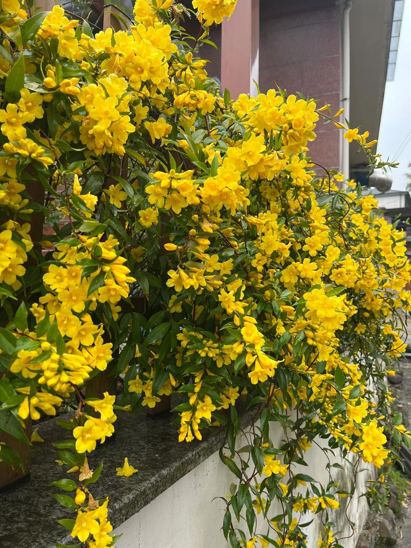 法国香水藤爬藤植物盆栽四季花卉飘香藤茉莉花室内外阳台耐寒植物