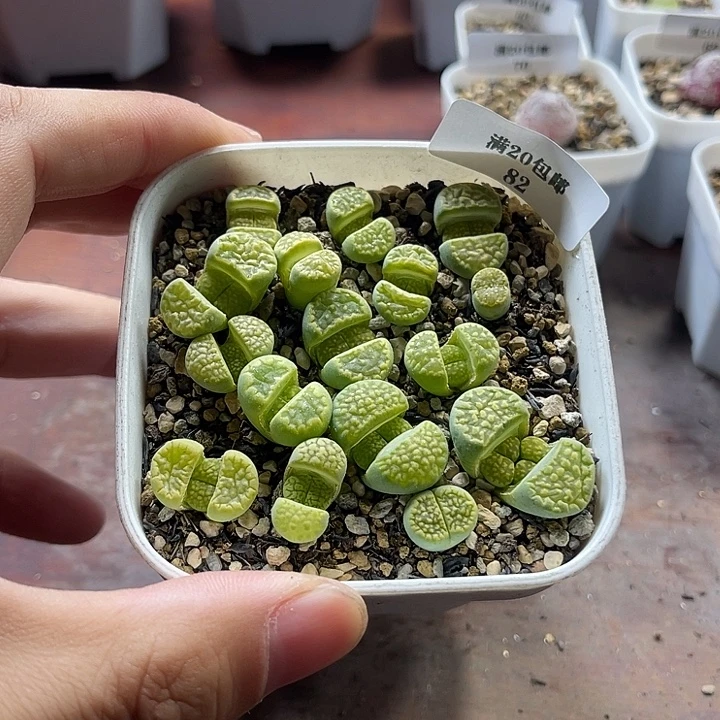 无花朵82、绿福来、、