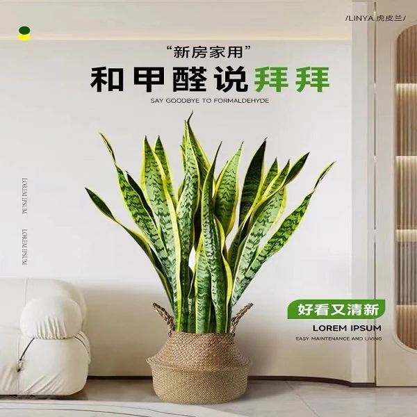 金边虎皮兰大盆栽办公室内易活植物客厅绿植净化空气吸甲醛