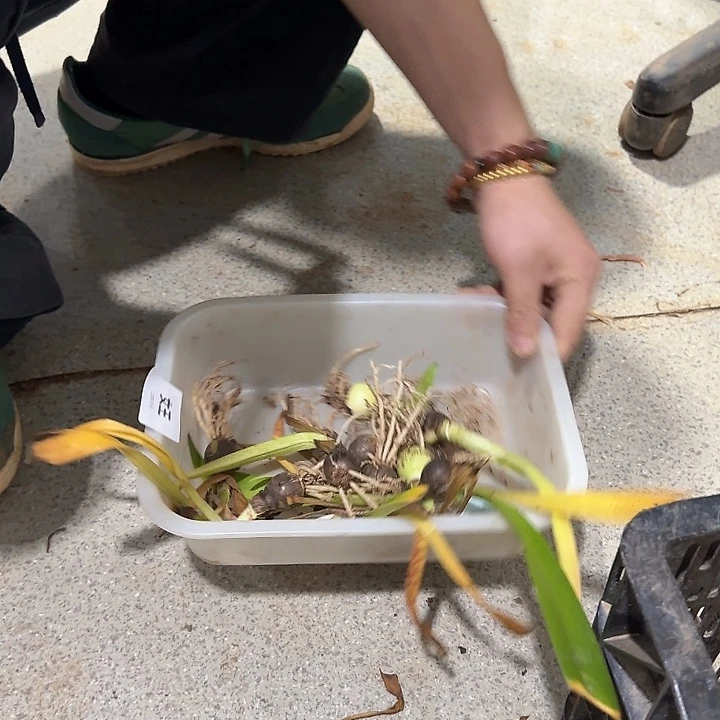 女王直径2公分自然球