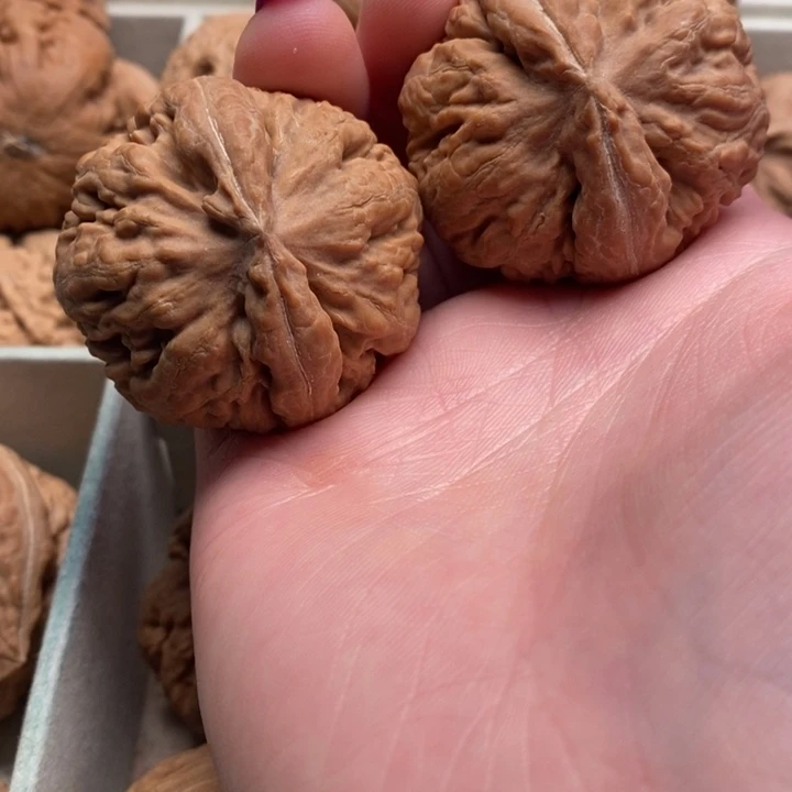 不***赢霸王龙全品无修一刀没动