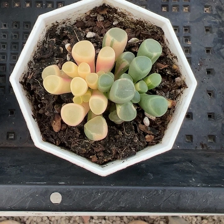 五十林玉锦多肉植物