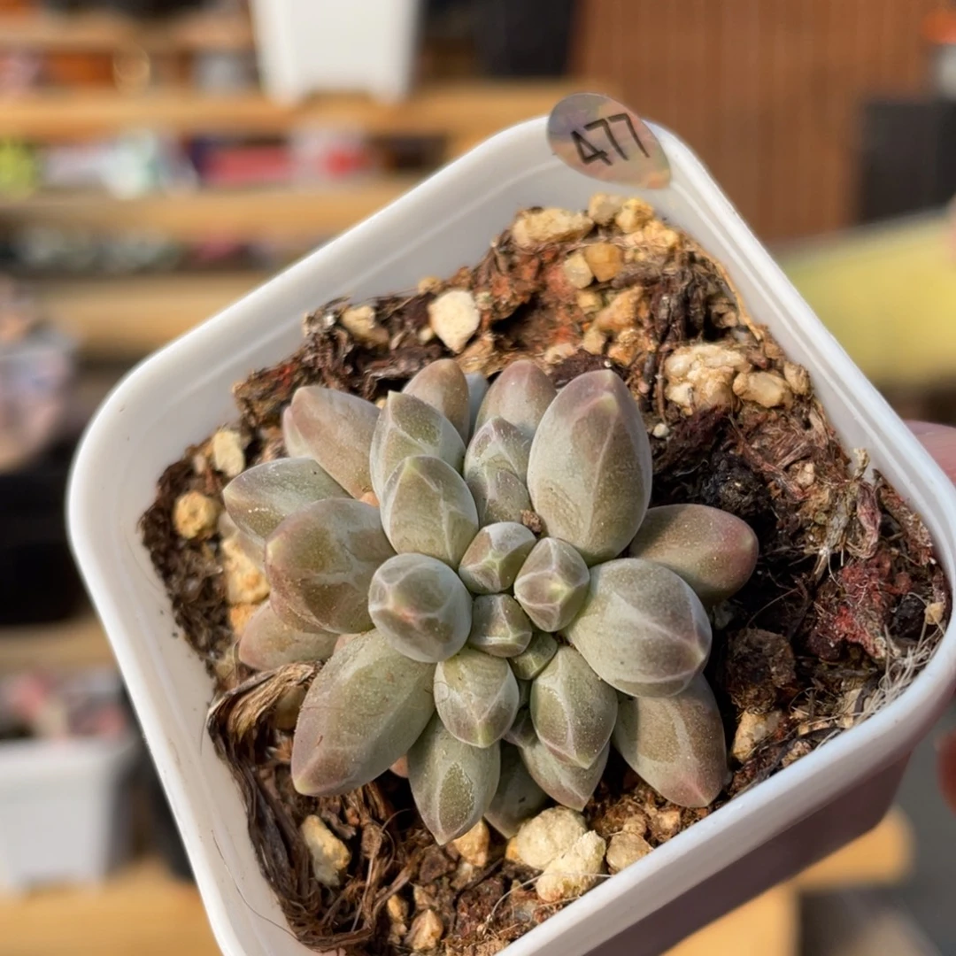 乌拉克拉缀化多肉植物