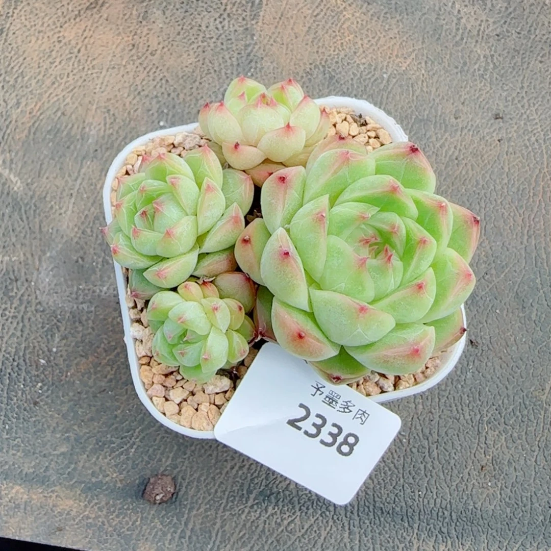 麦秆群,2338带盆发不包整