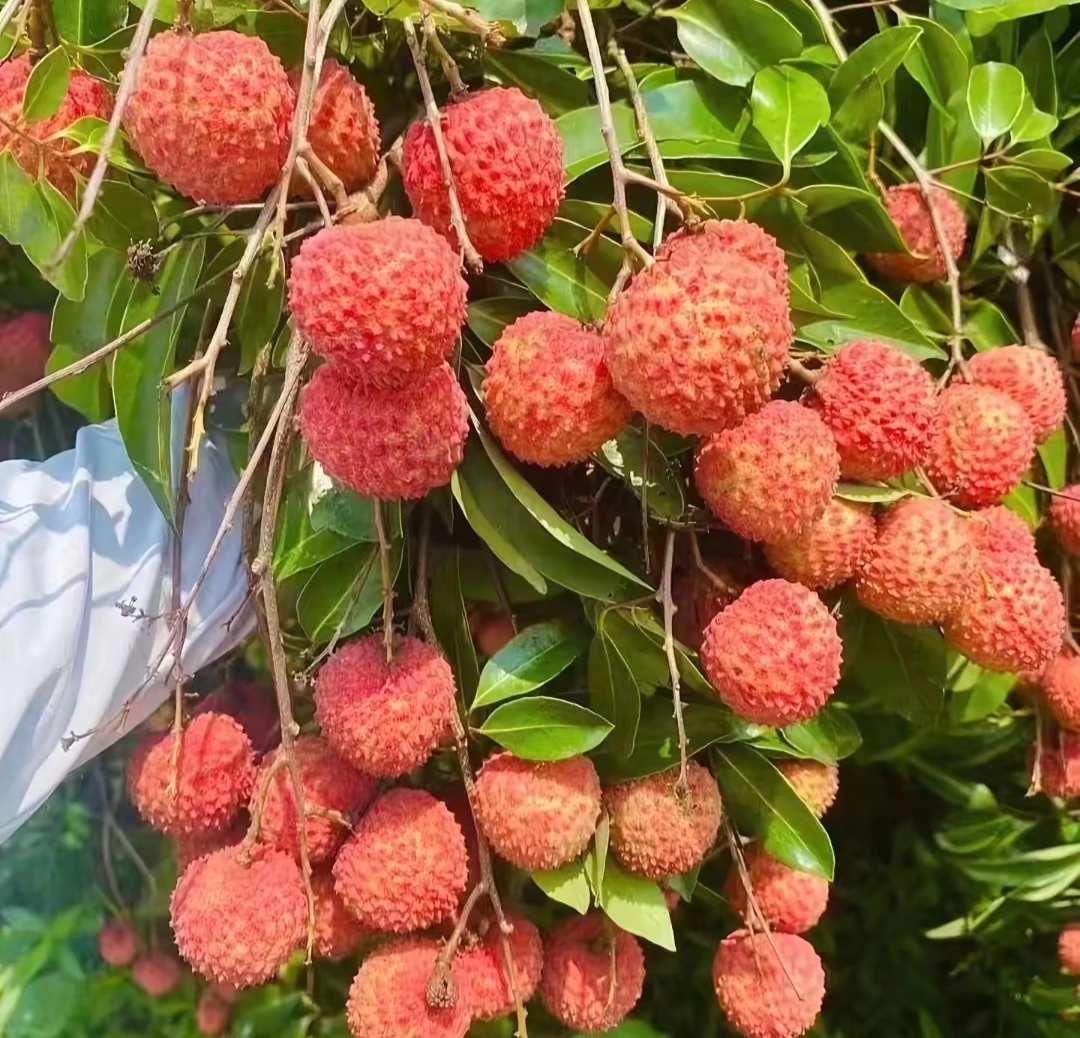 广东廉江新鲜现摘老树桂味荔枝大果果王京东冷链包邮