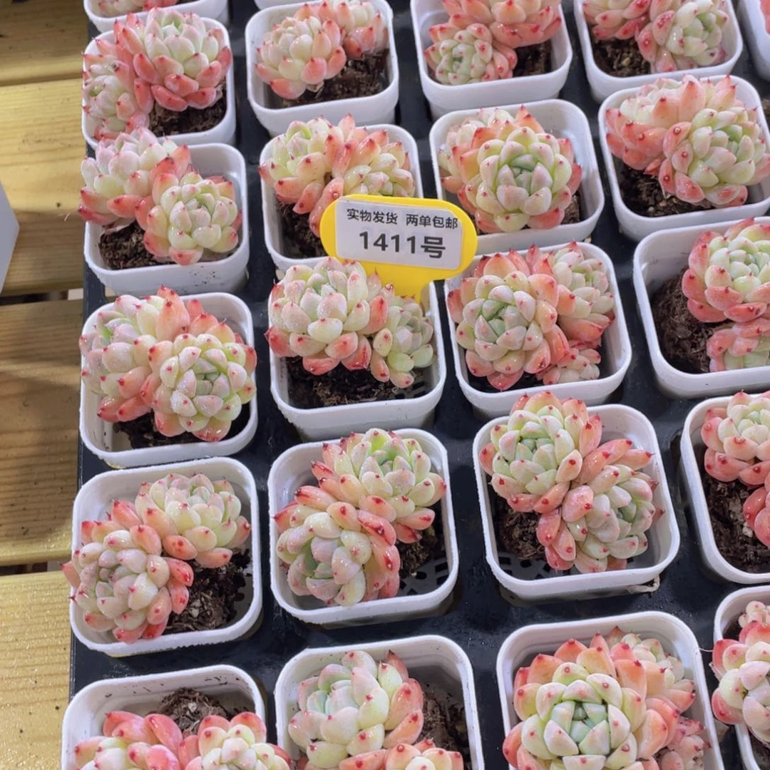 1411号 优选西施佳人两个