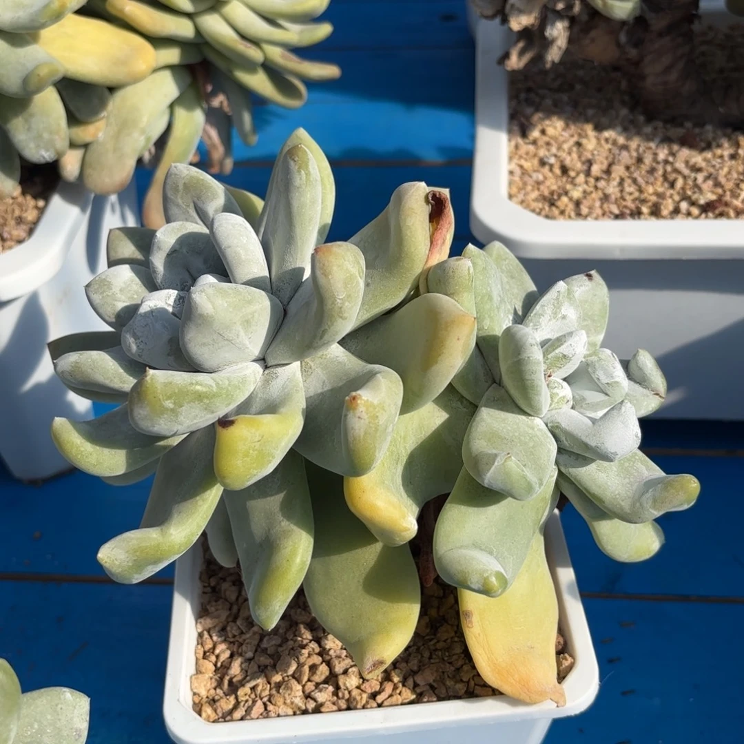 拇指，仙女杯多肉。