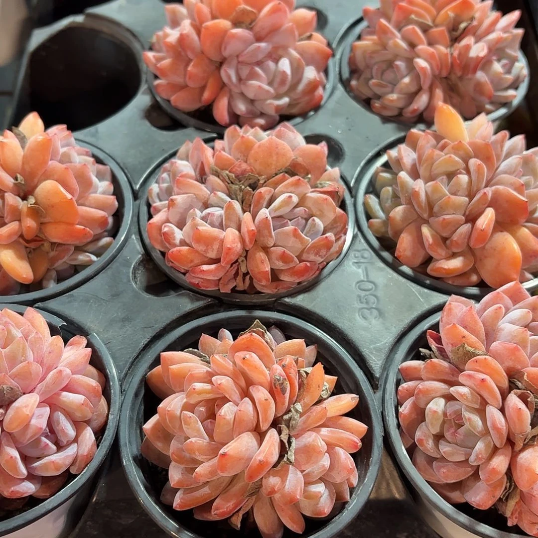 橙梦露多肉整群9㎝盆