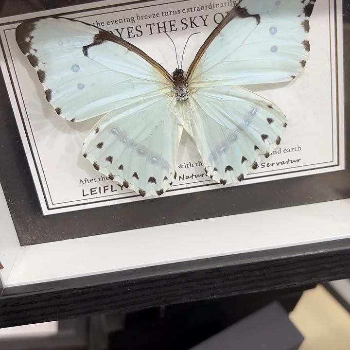 b***o蝴蝶标本定制版179