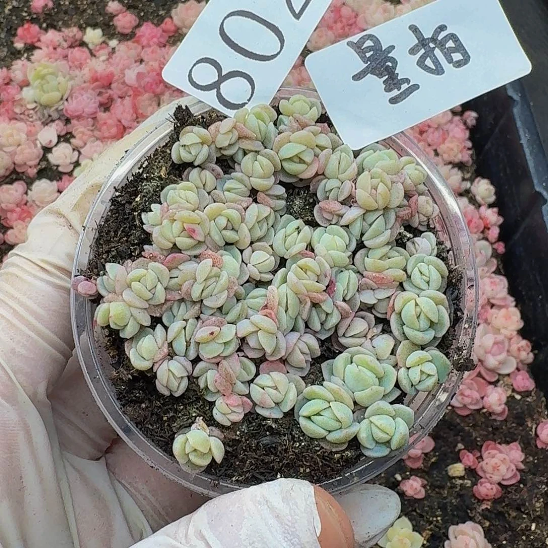 多肉植物多肉植物802量拍