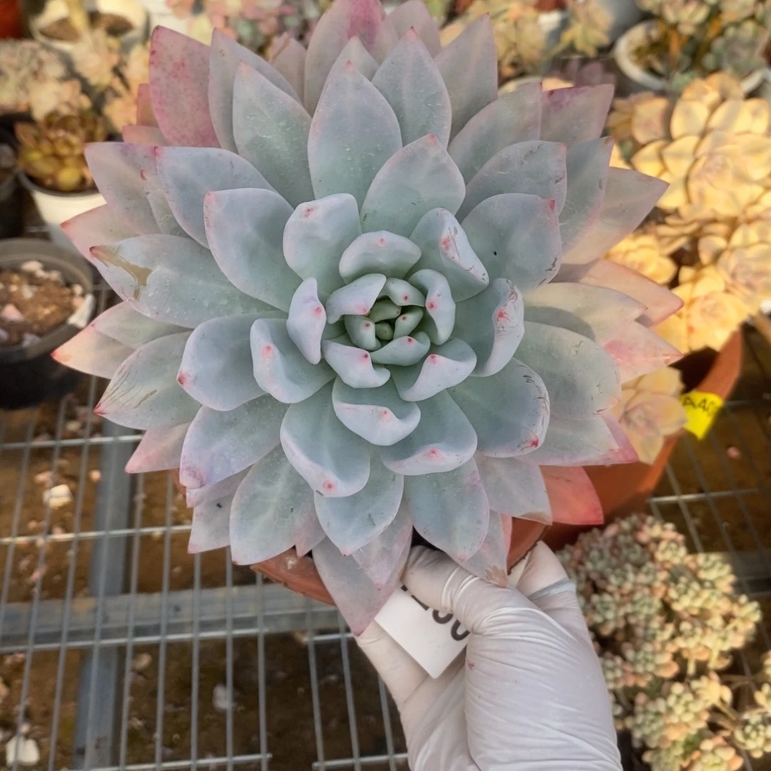 4280星星雪一物一拍