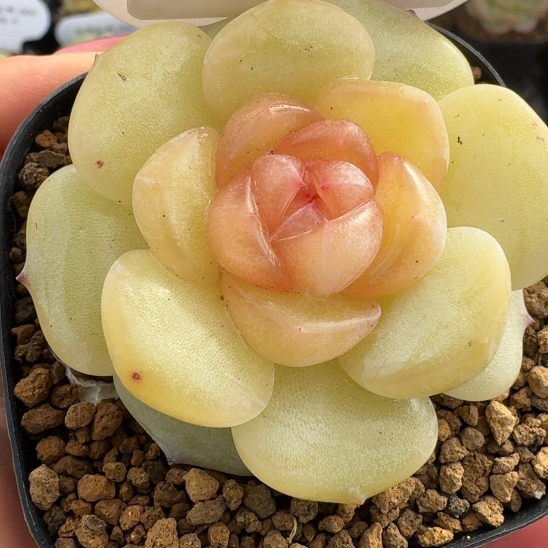 0104-16-6270单头一颗多肉