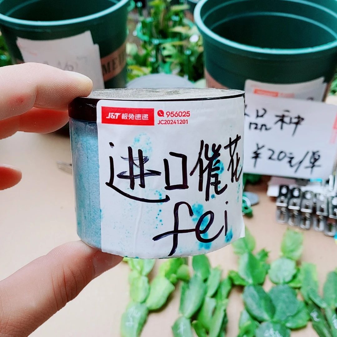 无花朵蟹爪兰催花专用福利