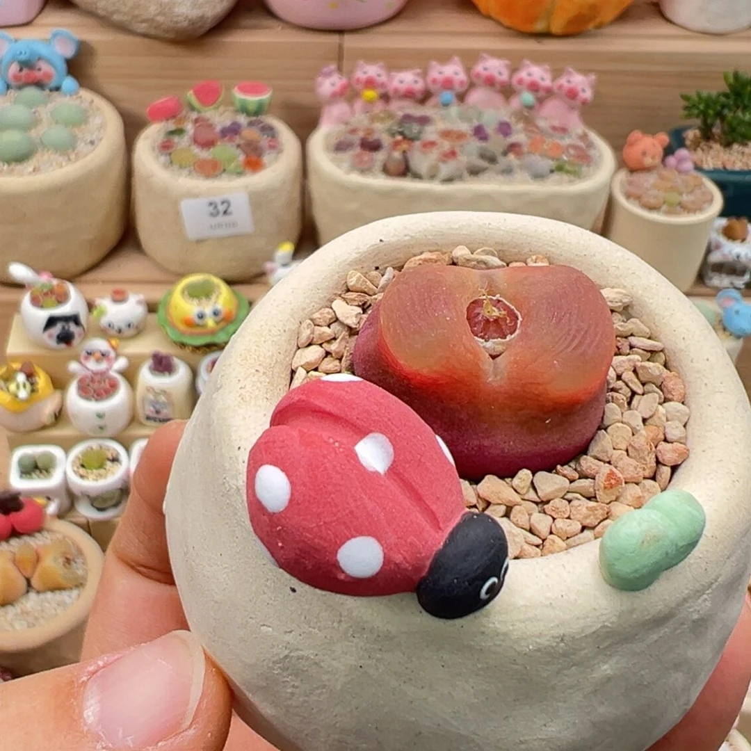 多肉植物44号红毛