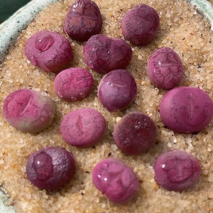 3531吕杂样本一颗