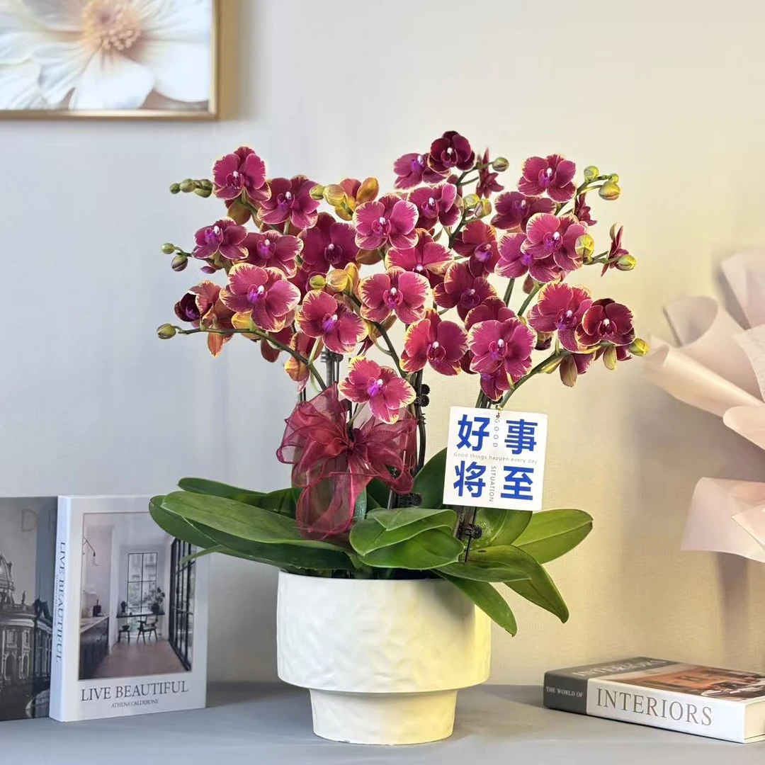 蝴蝶兰《金边金桔》爱马仕橙 轻奢高端摆件 好养耐养佛山基地直发
