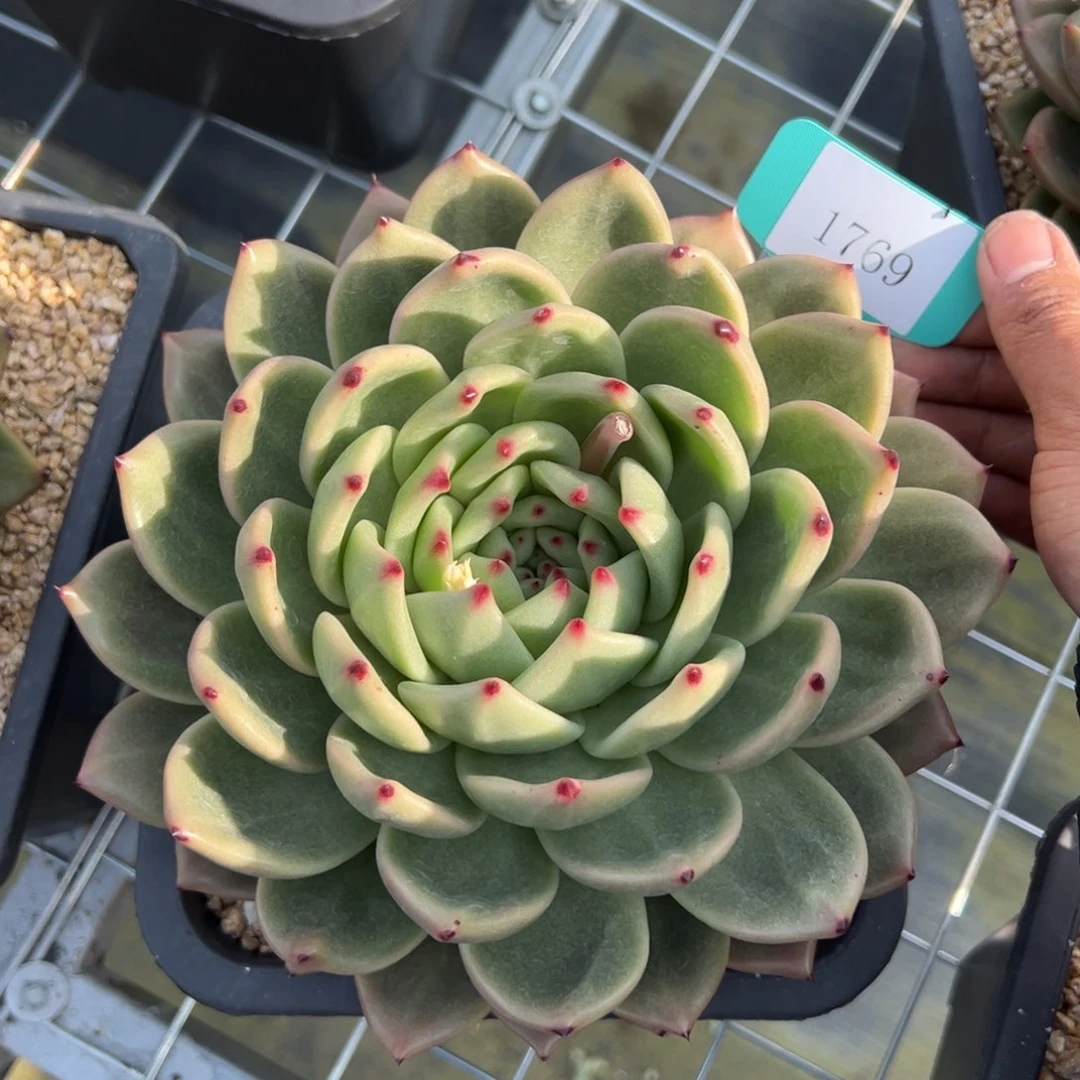 林**儿1769多肉多多多多多