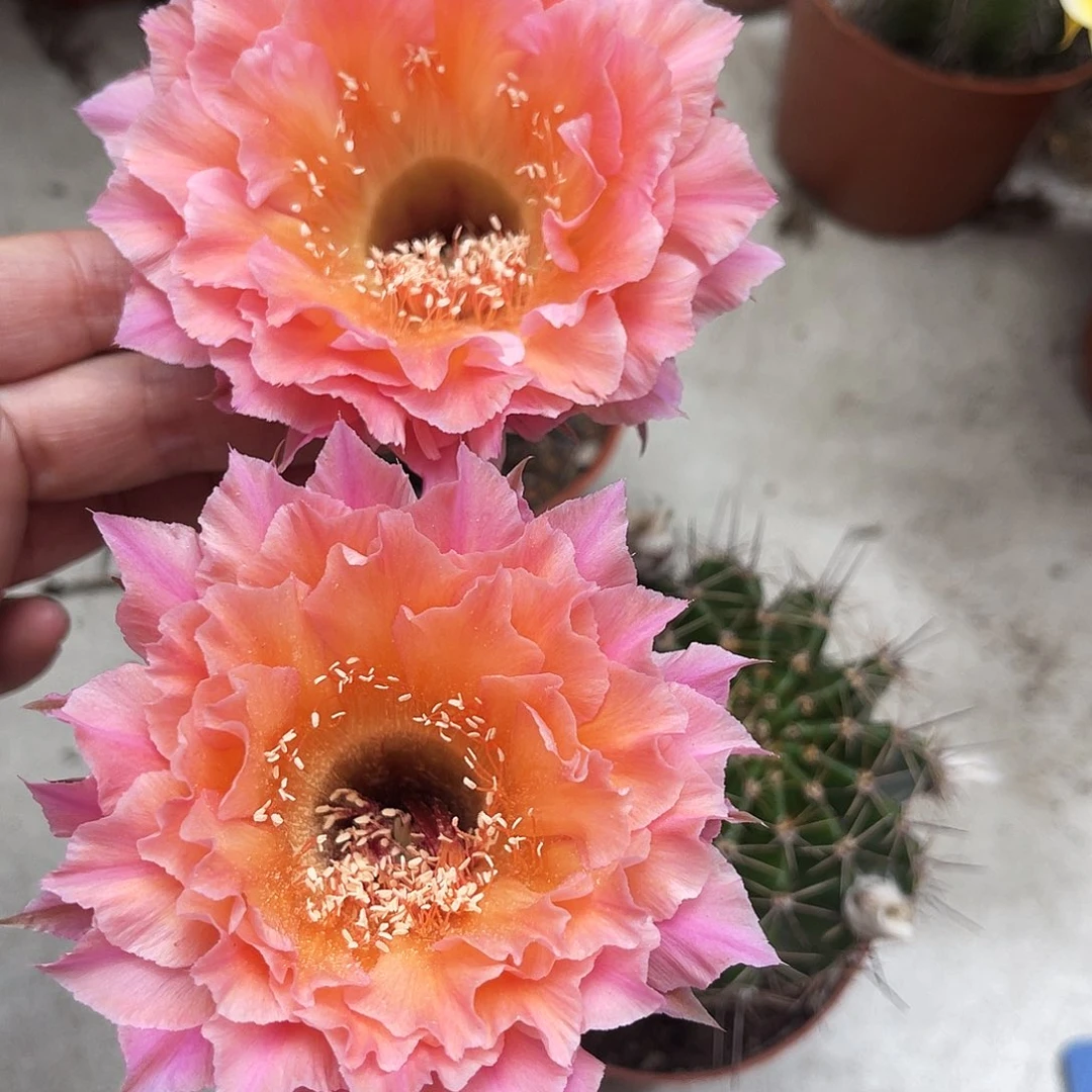 彩草58号6公分左右