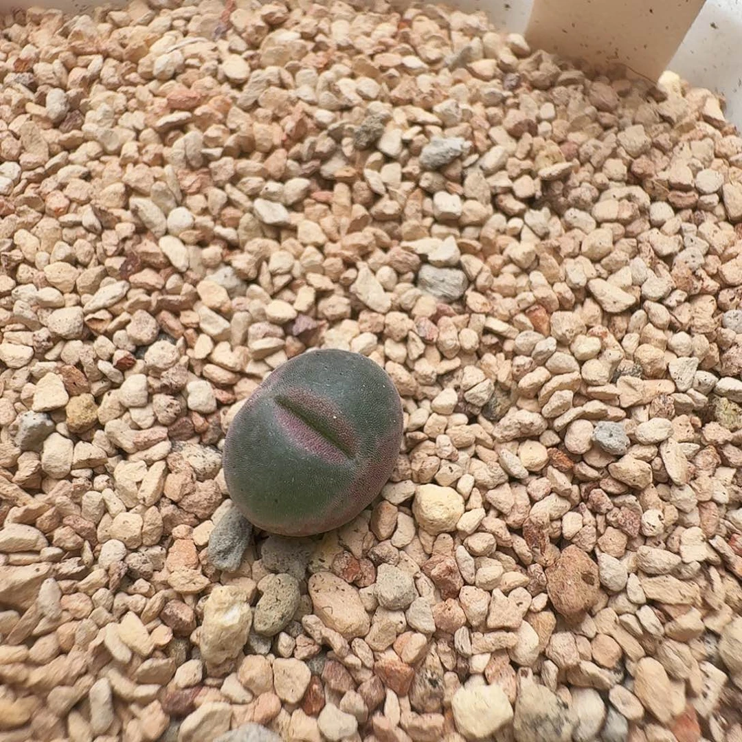 多肉植物福利风铃437