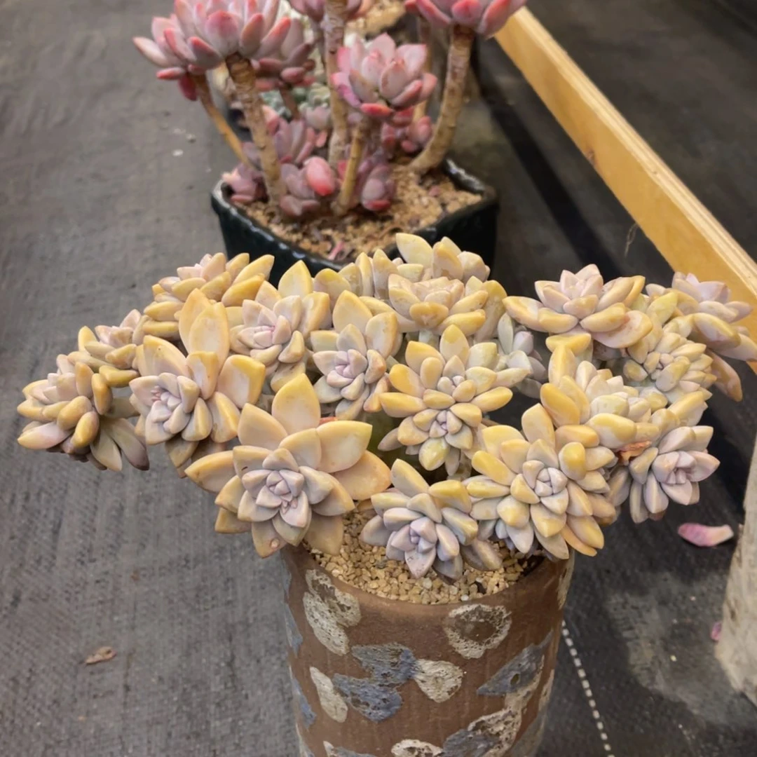 _**茶373737383535355353