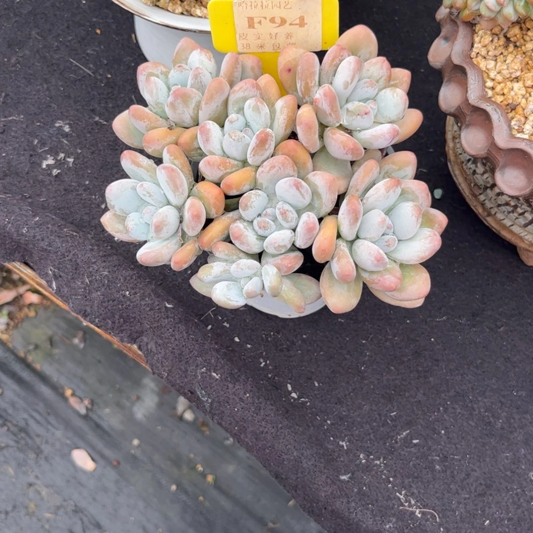 s***t多肉植物1111111111