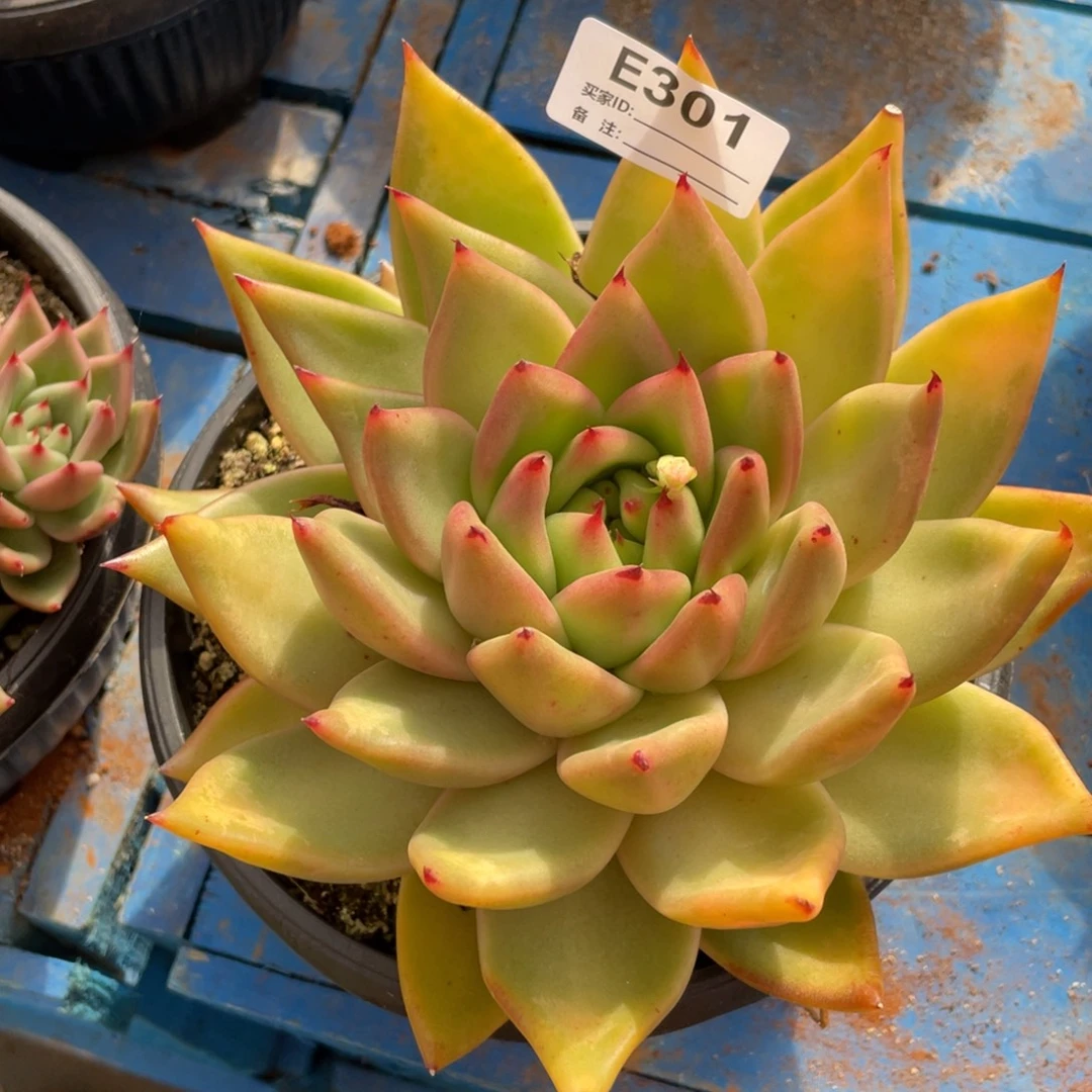 无花朵若如东云单拍E301