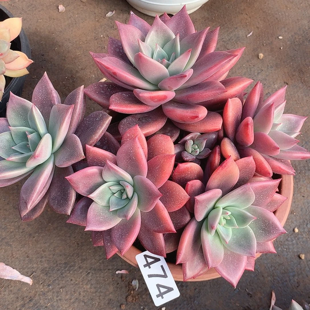 474红糖卡一物一拍多肉