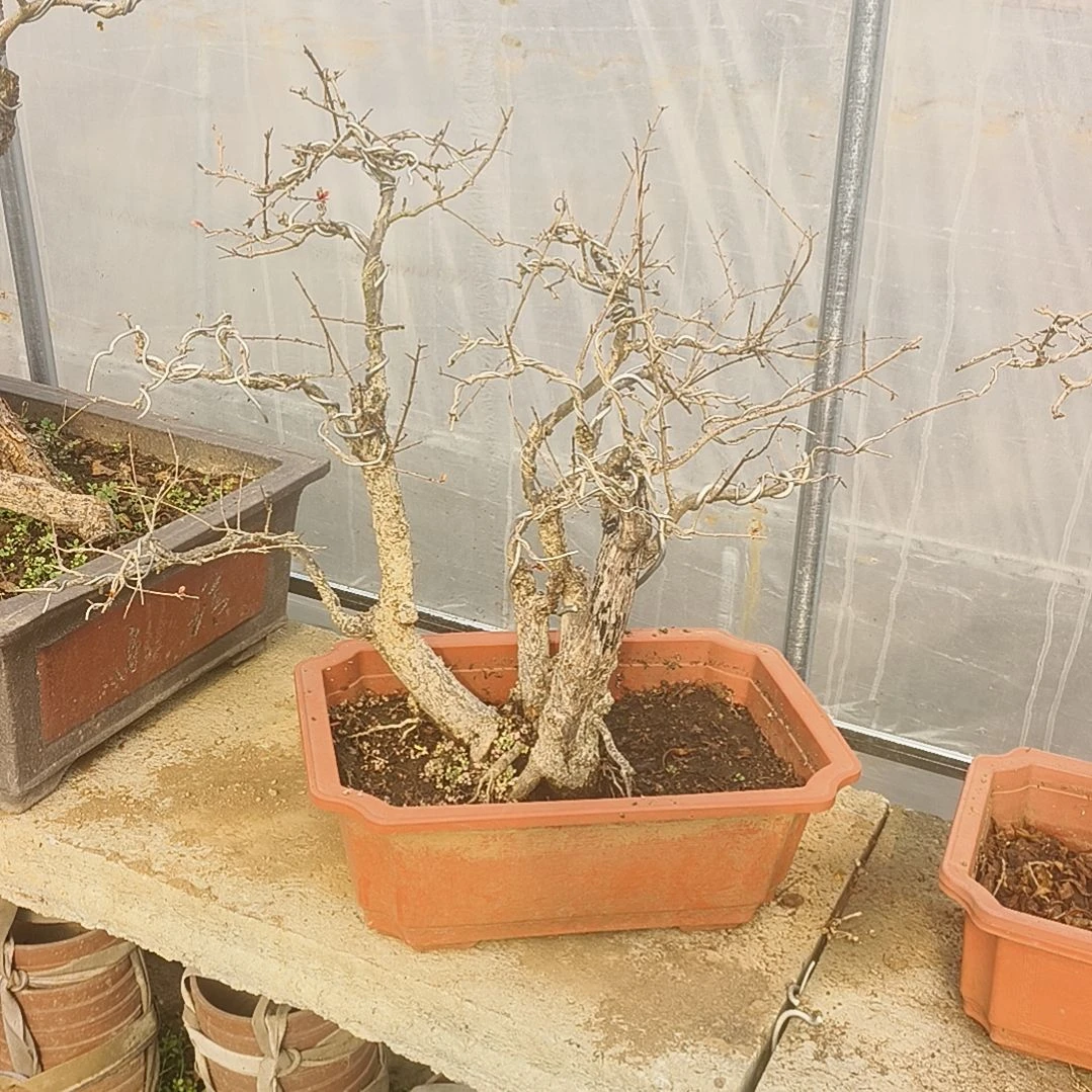 以实际为准山石榴老桩盆景