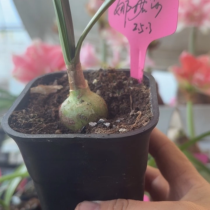 无花朵娜塔莎朱顶红直径3cm