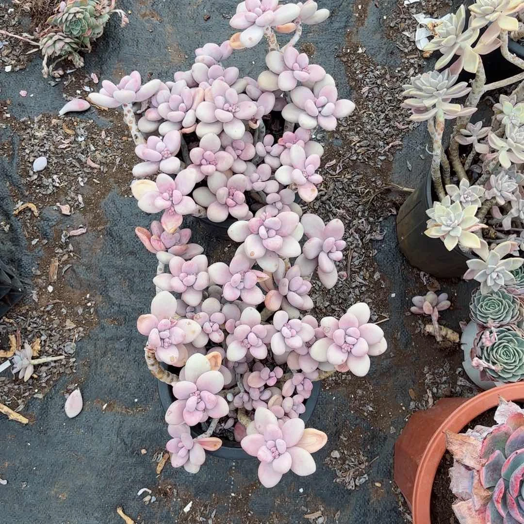 带***瑰桃蛋两颗福利1。