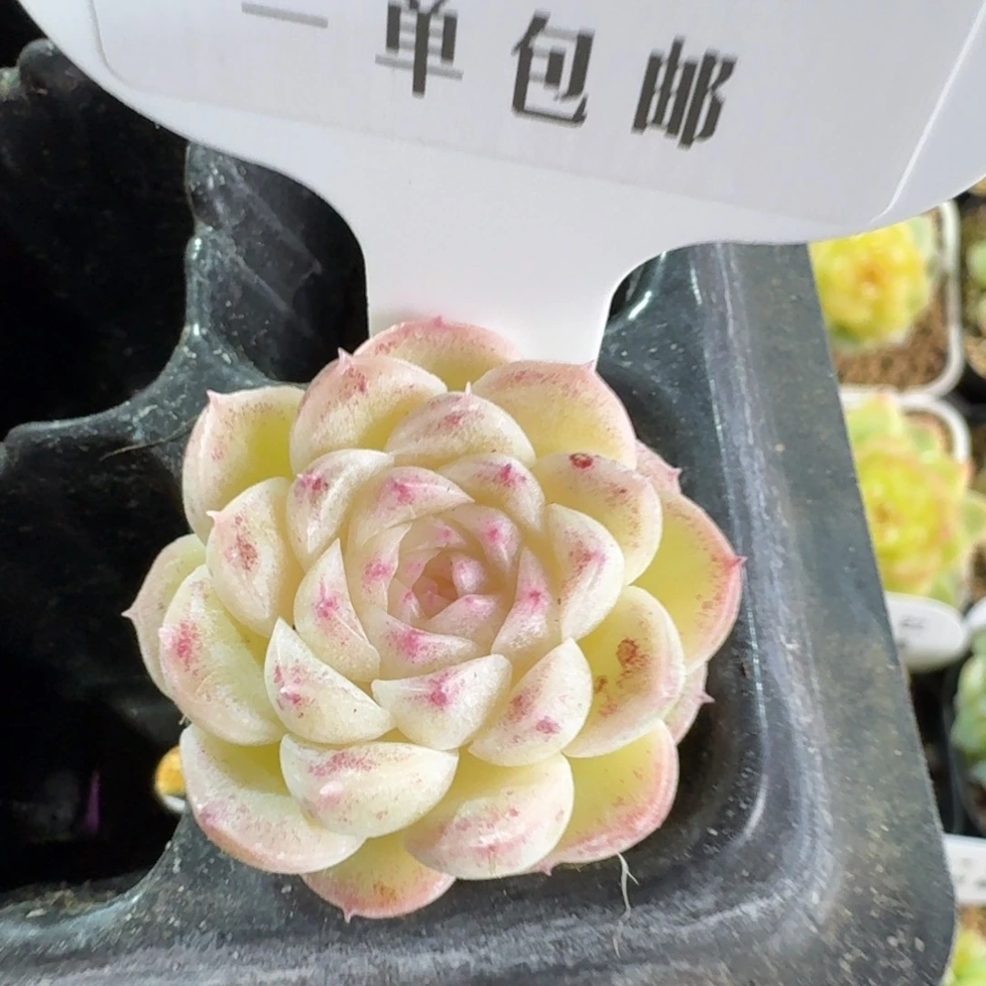 033-麦秆单头一颗