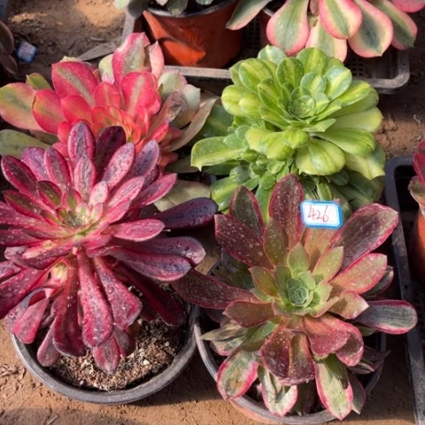 426多肉植物组合