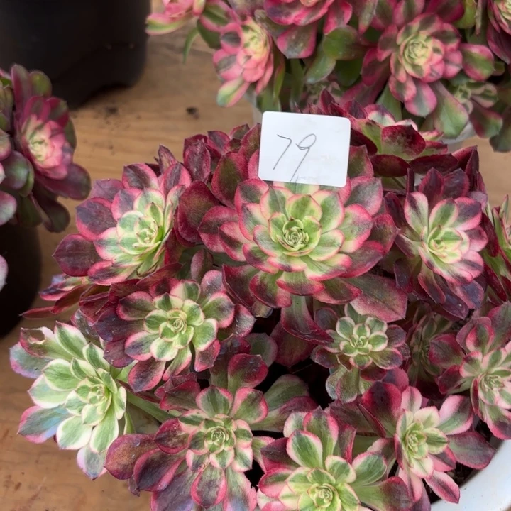 无花朵079特价云合无售后