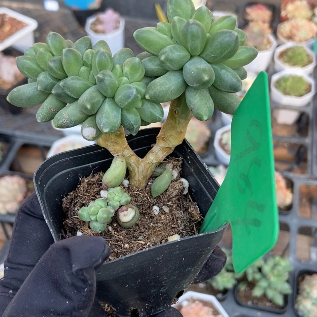 胡*图984千代田缀多肉植物