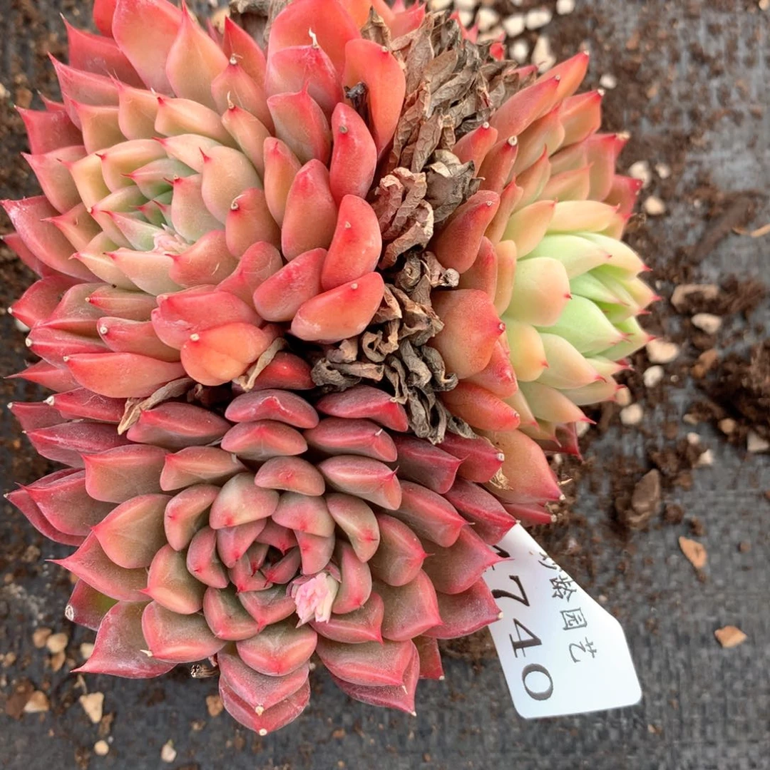 4740杂交多肉植物