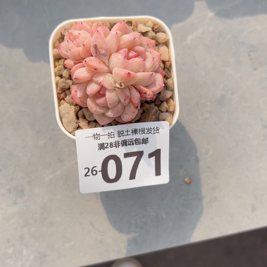 甜心珍妮多肉多肉