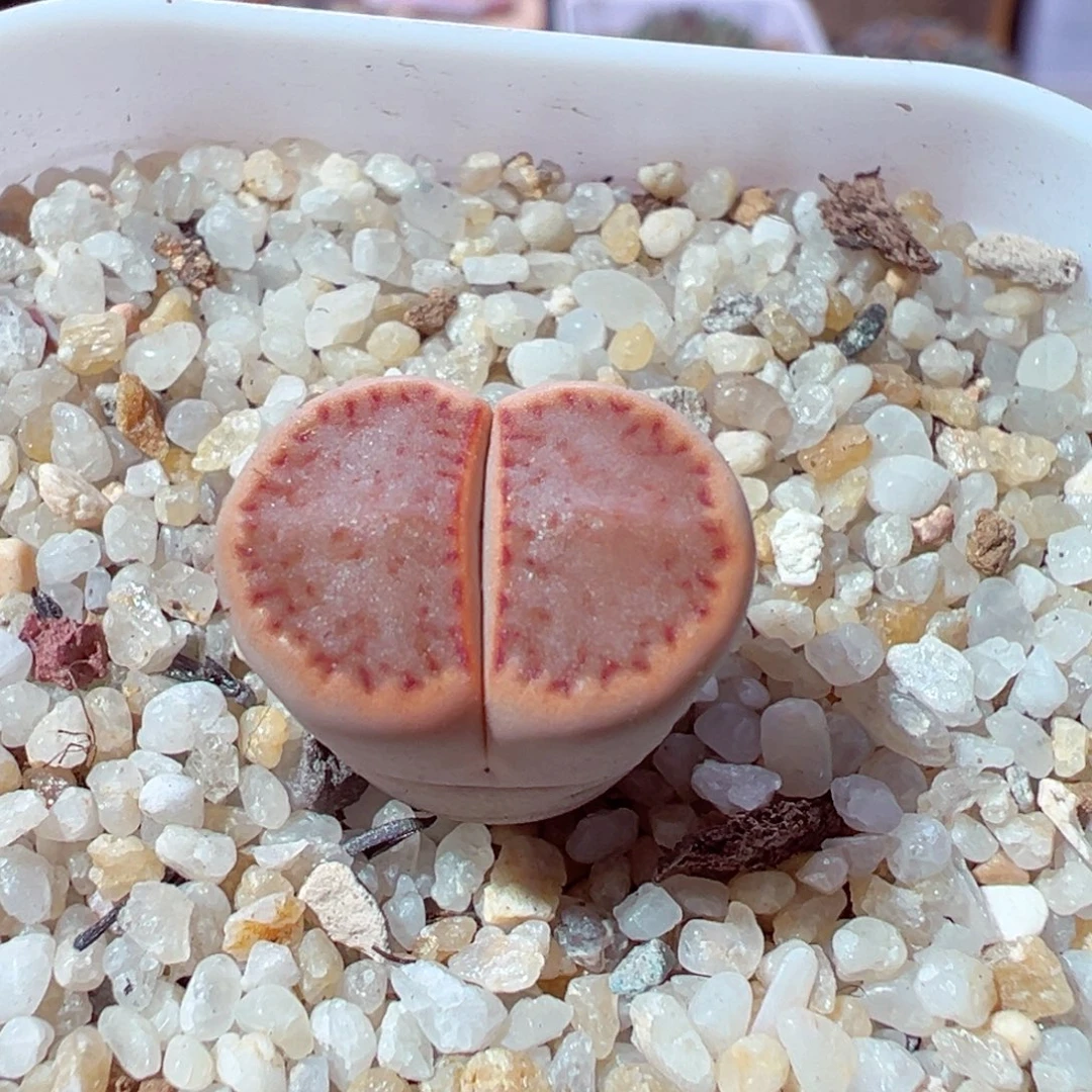 1212-585多肉多日巧克力饼