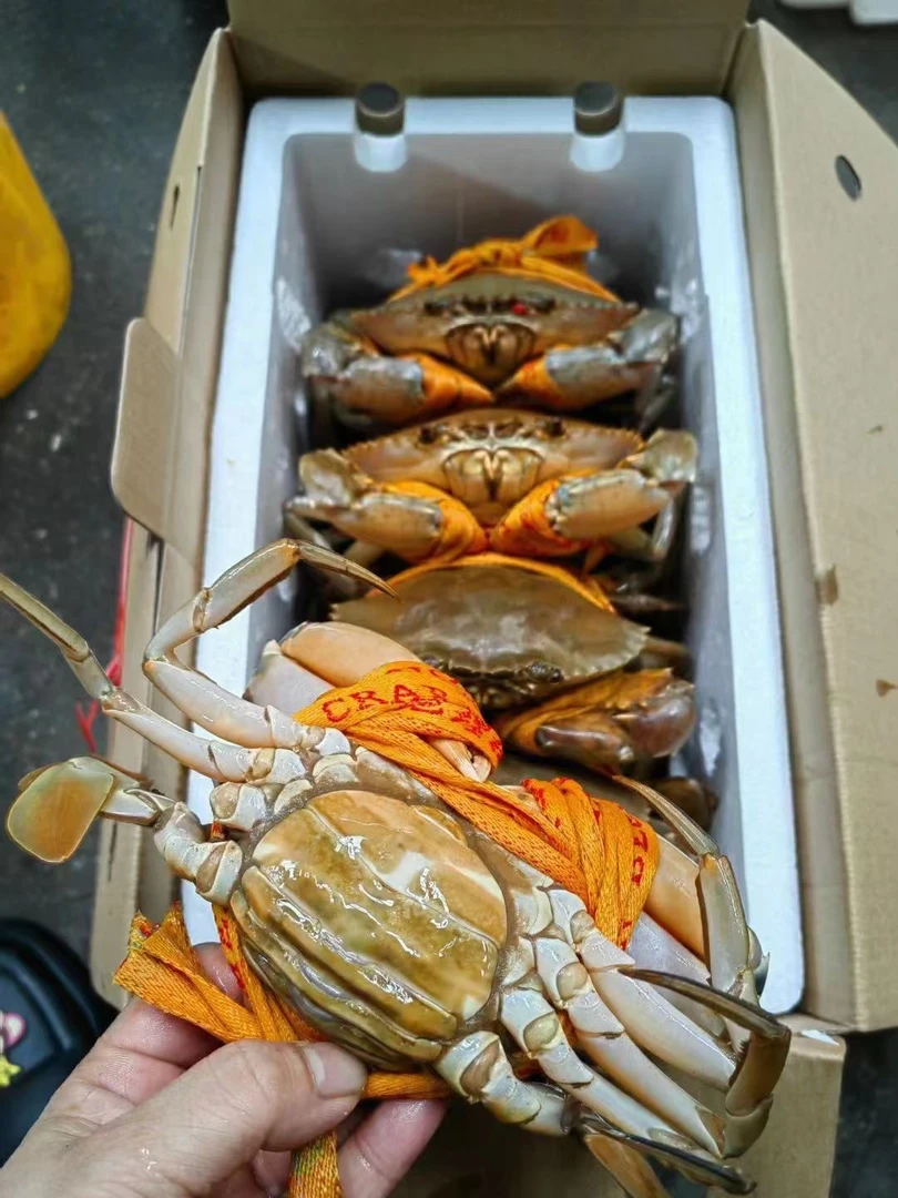 正宗三门青蟹大红膏大公蟹