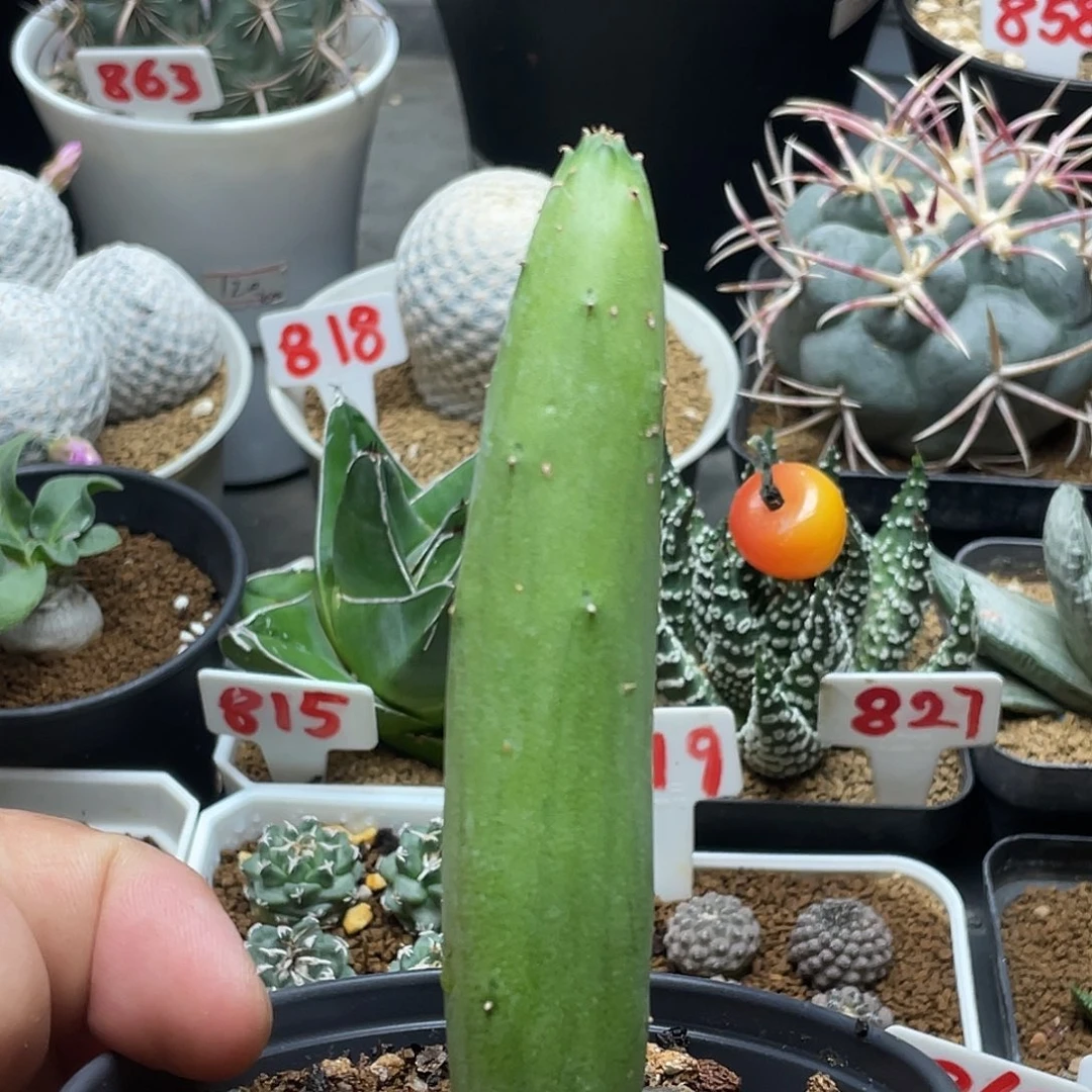 夏丸菊 脱土包邮哈