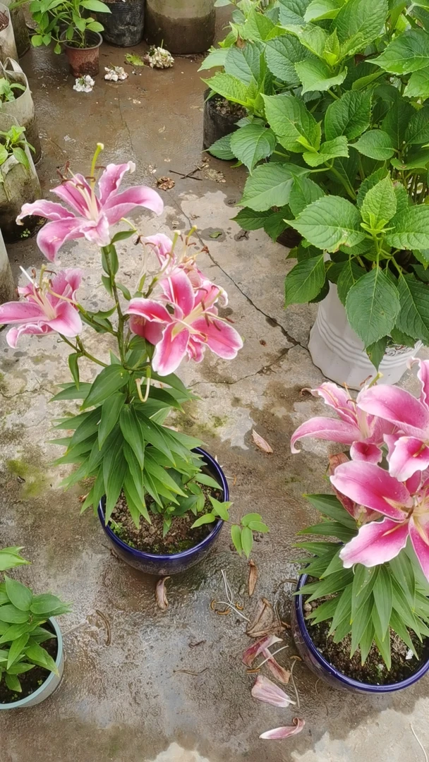香水百合花种球重瓣四季开花浓香型耐寒花卉绿植盆栽