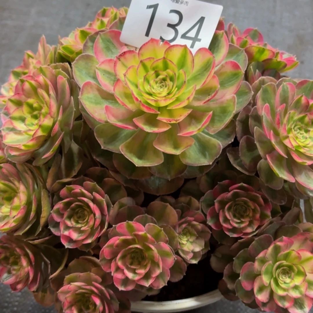 哈哈多肉葡萄福利134