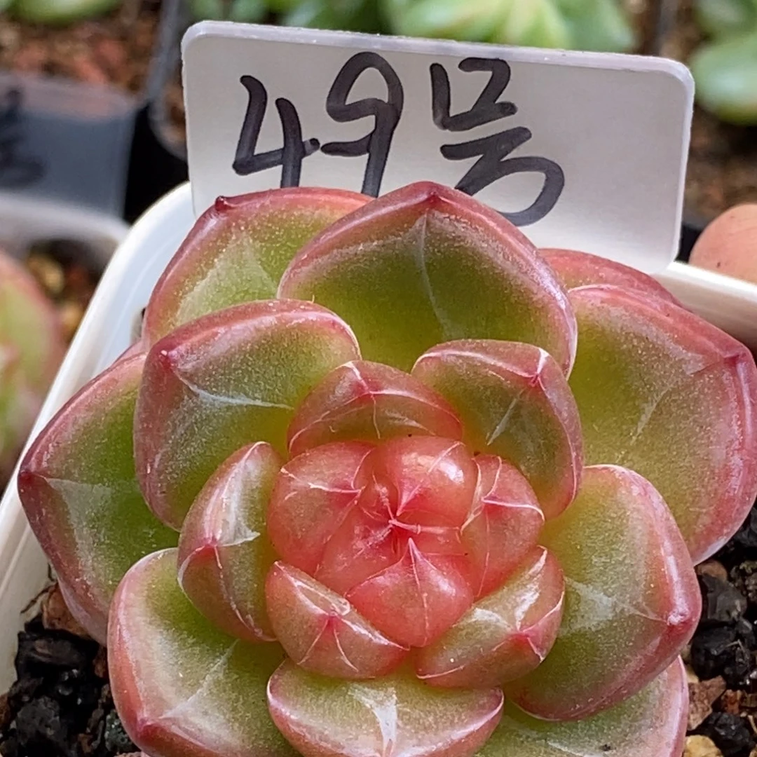 可以拍哦……好好看