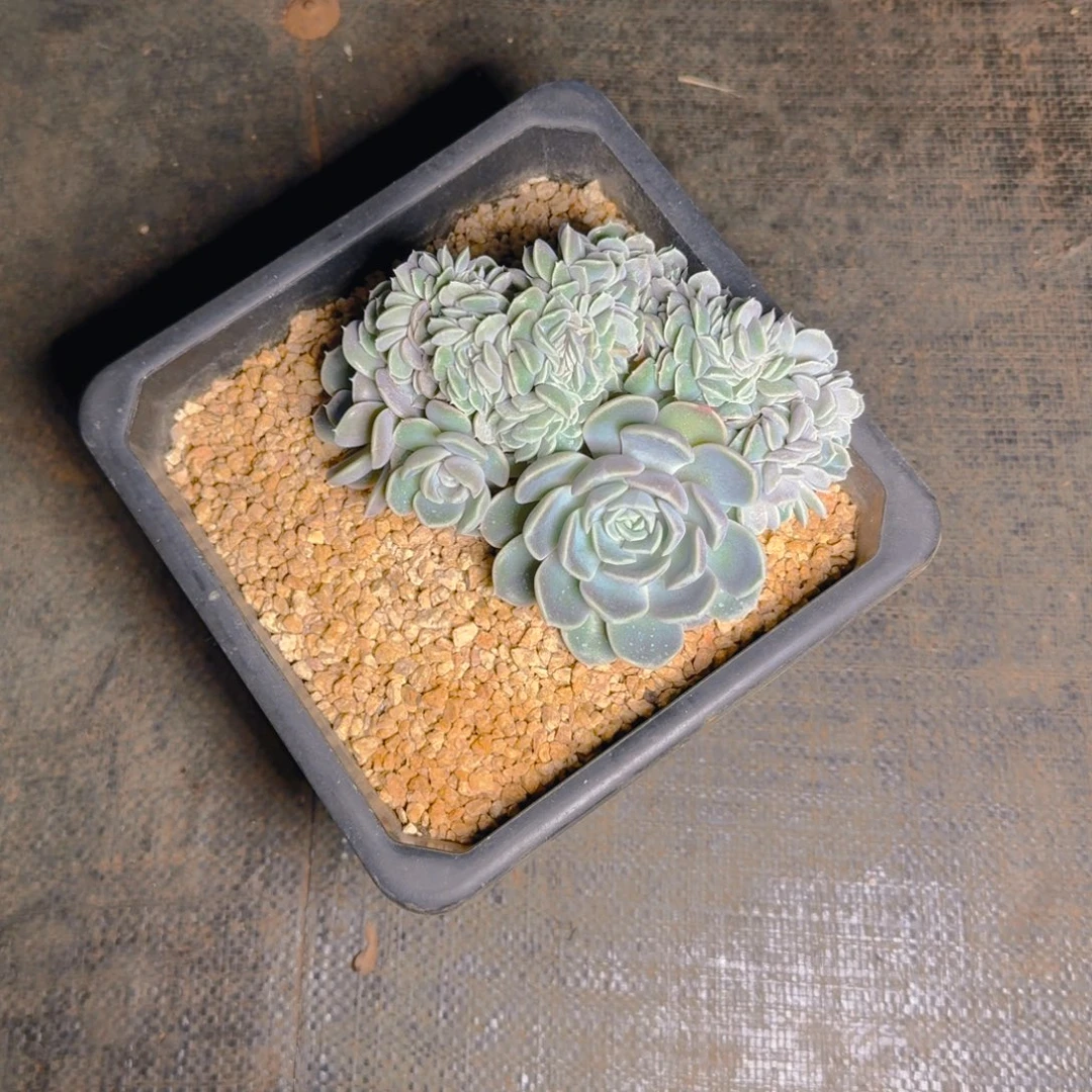 打***死汉堡缀多肉寄养111111111