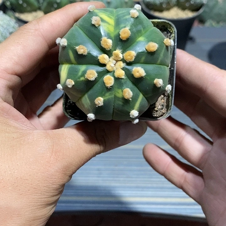 森***王星兜锦实生脱土发货