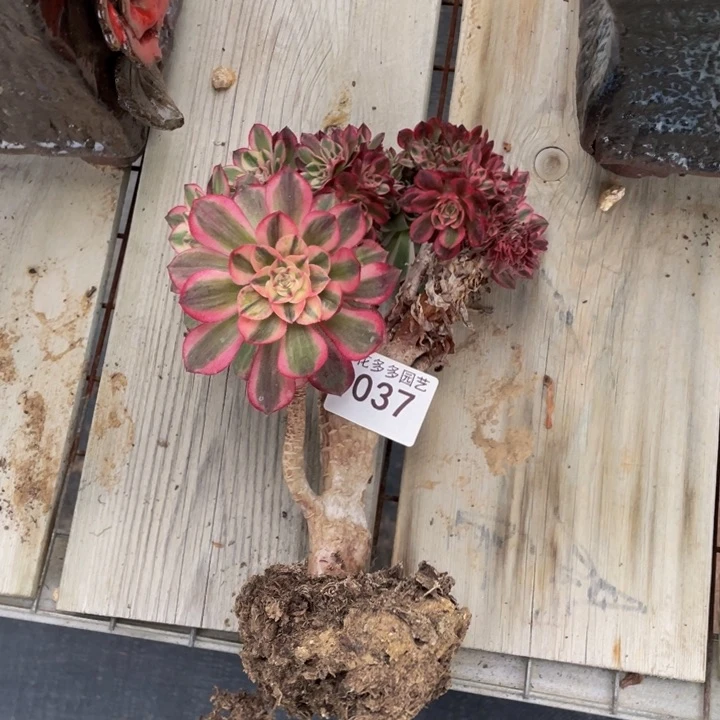 平***?037荔枝法师缀化