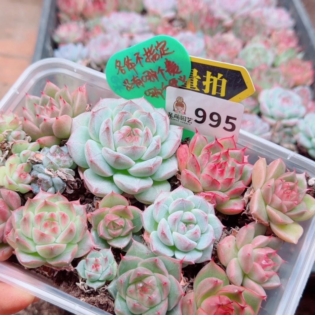 多肉植物多肉植物